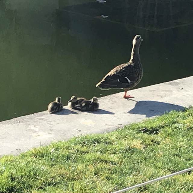 PacerGuy_1965 post 2