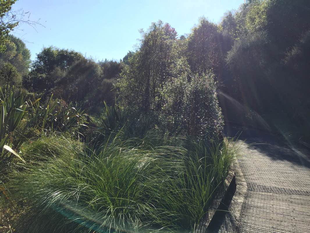 walking near me in Tauhara Park in summer