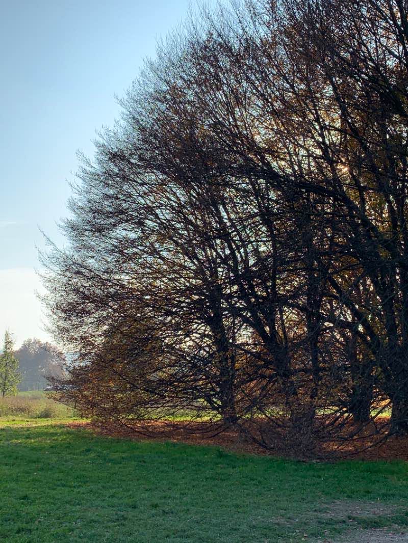 walking near me in Parco della Confluenza di Piazza Sofia in winter