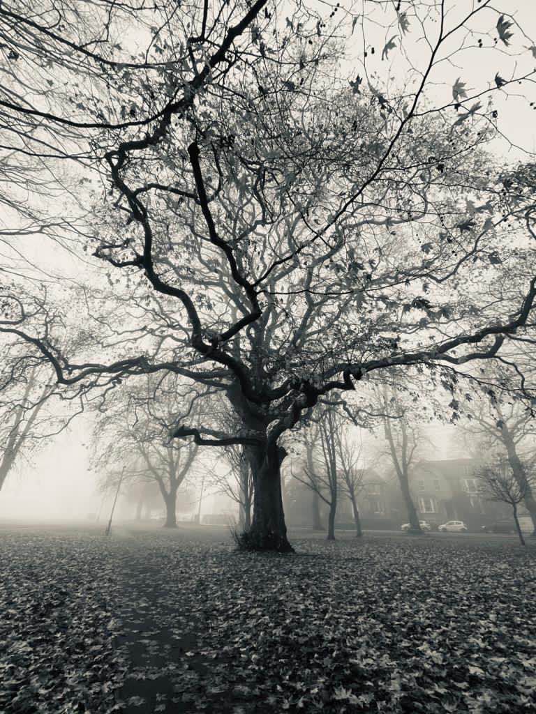 walking near me in Wisbech Park in winter