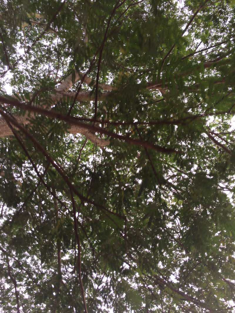 walking near me in Malvar Tree Park in winter