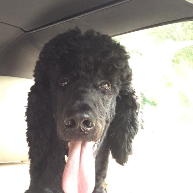 PacerGal_1974 post 2