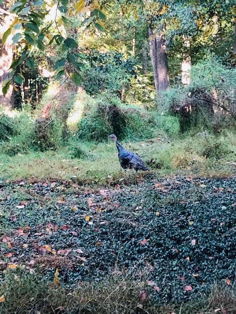 walking near me in Darlington County Park in winter