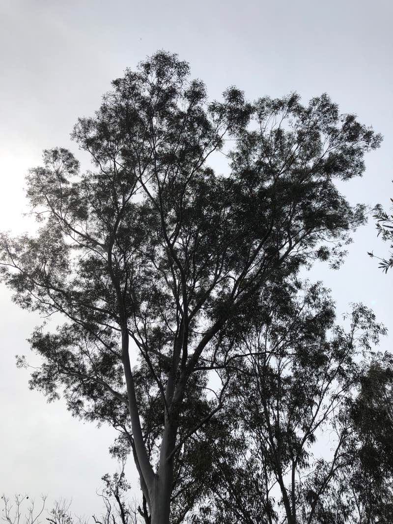 walking near me in H Taylor Reserve in summer