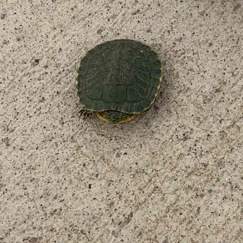 Super Dave Osborne post 1