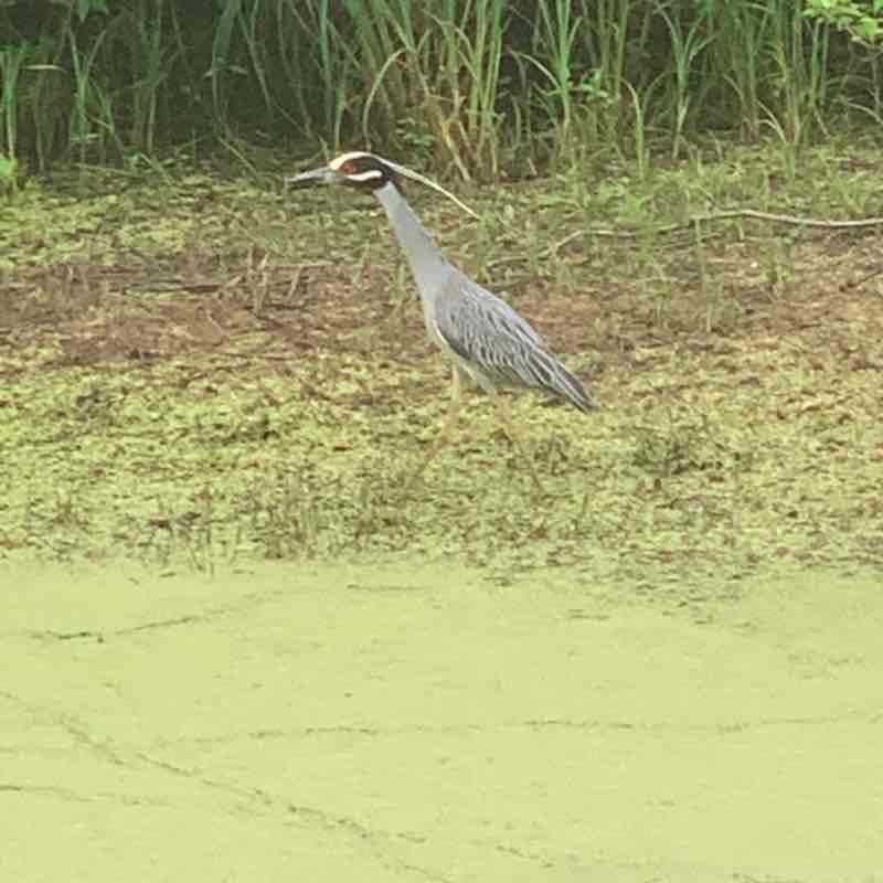 Super Dave Osborne post 2