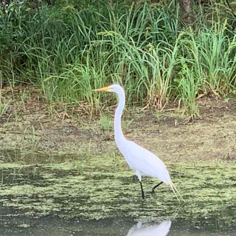 Super Dave Osborne post 3