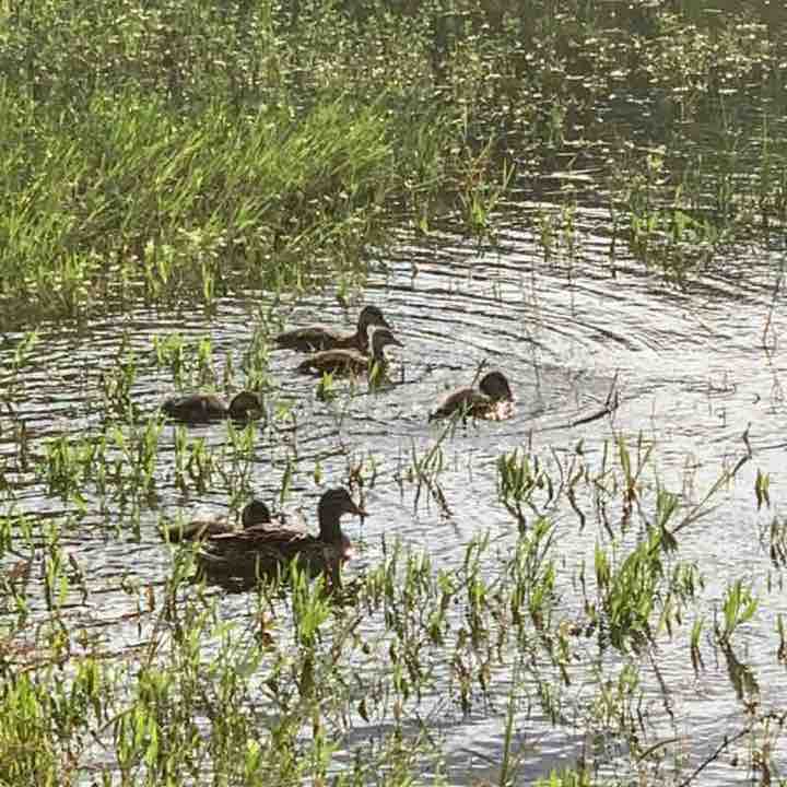 Super Dave Osborne post 1