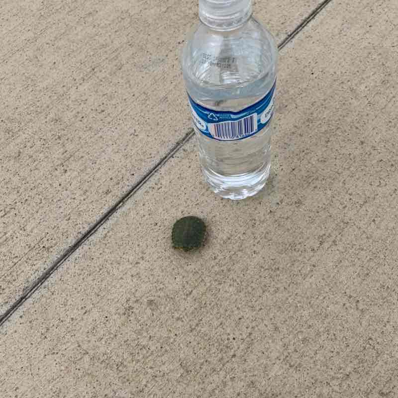 Super Dave Osborne post 2