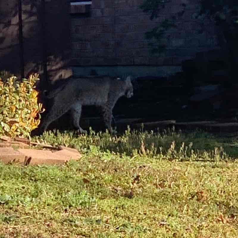 Super Dave Osborne post 1