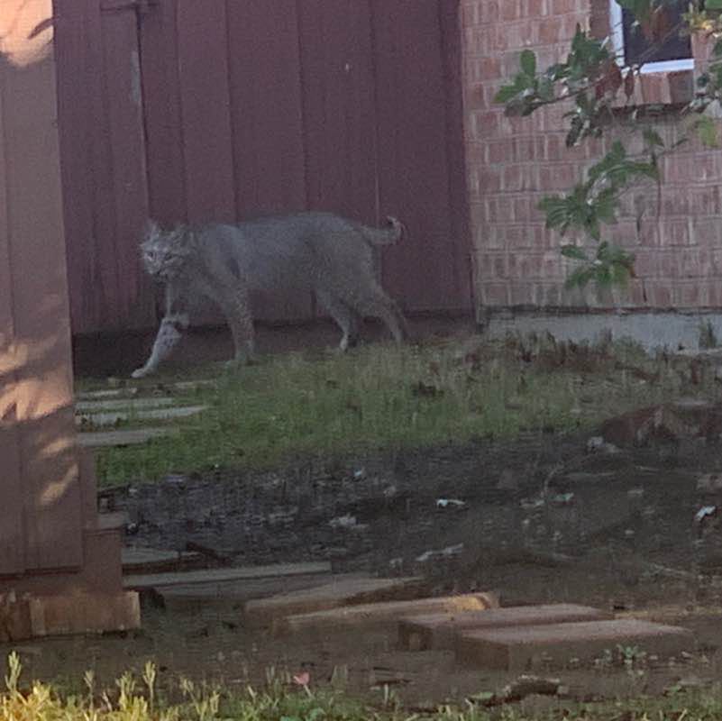 Super Dave Osborne post 2