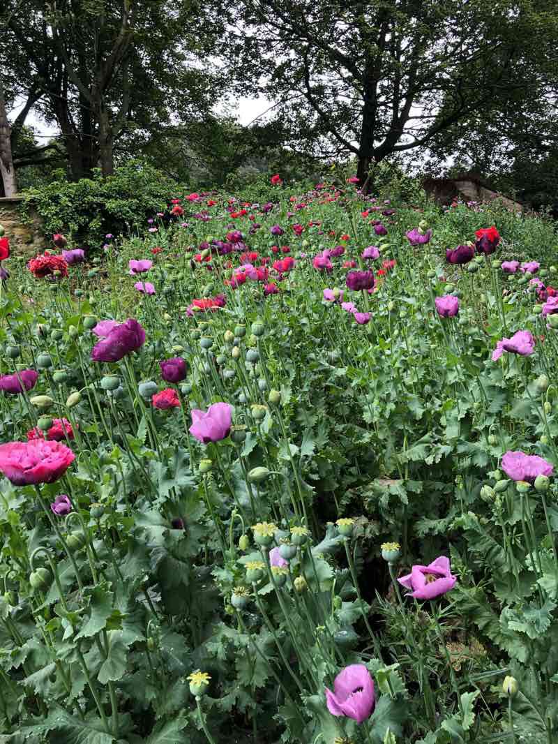 walking near me in Malton Castle Garden in winter