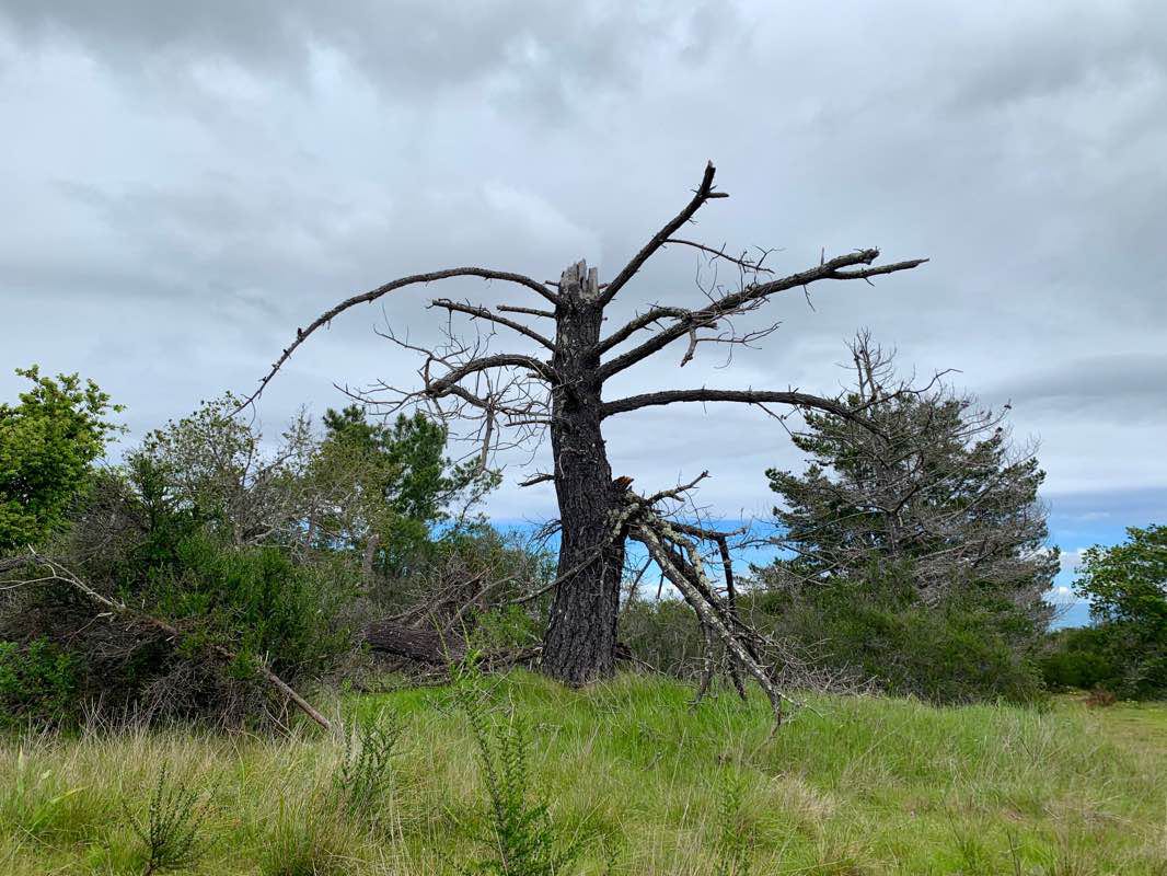 walking near me in Pulgas Ridge Open Space Preserve in winter