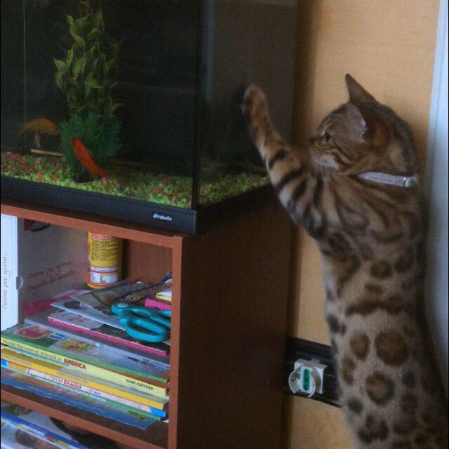 Matteo Pillai post 1