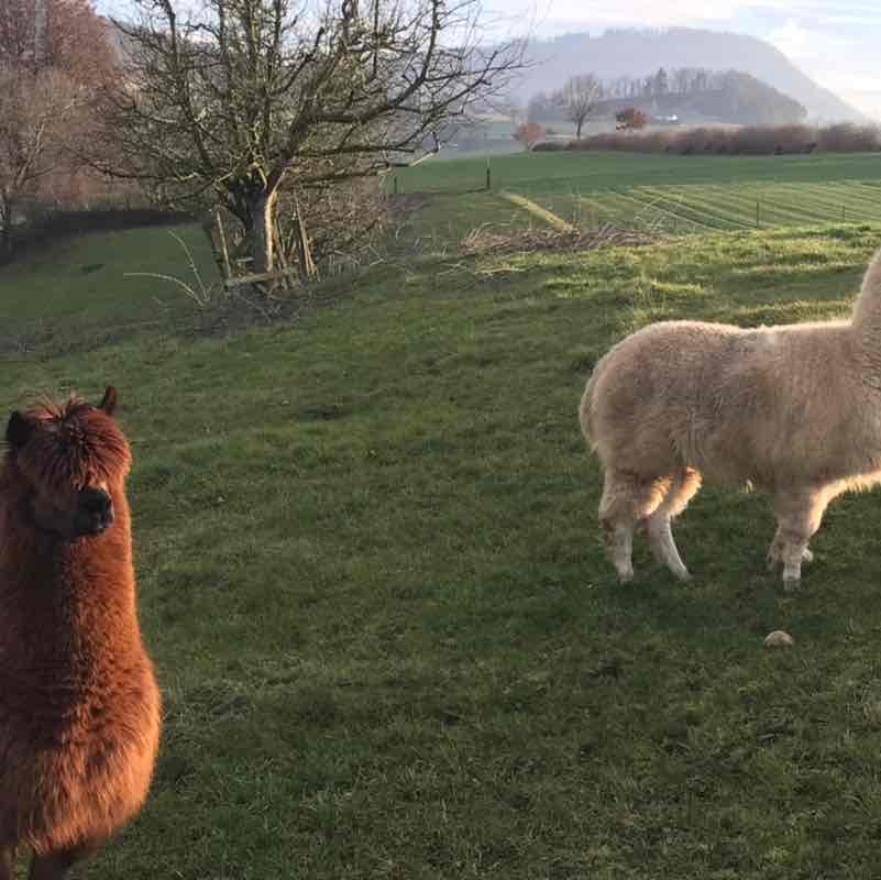 Sascha 🐕🇨🇭🇺🇸🐎 post 1