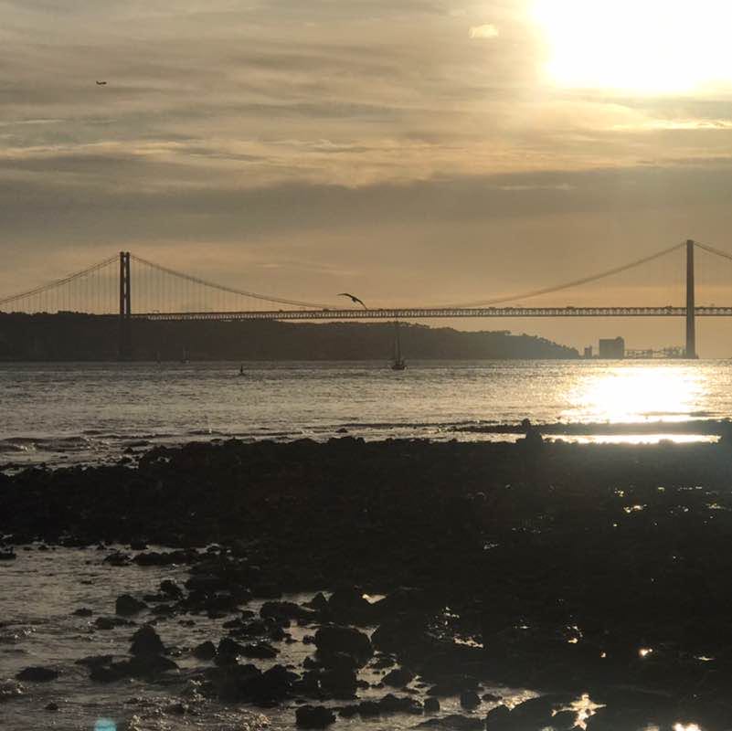 Sascha 🐕🇨🇭🇺🇸🐎 post 2