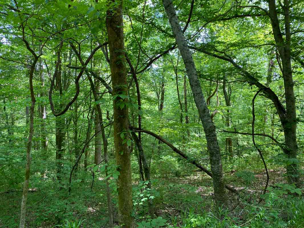 walking near me in Percy Warner Park in winter