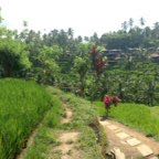 d'WalkingDave post 2