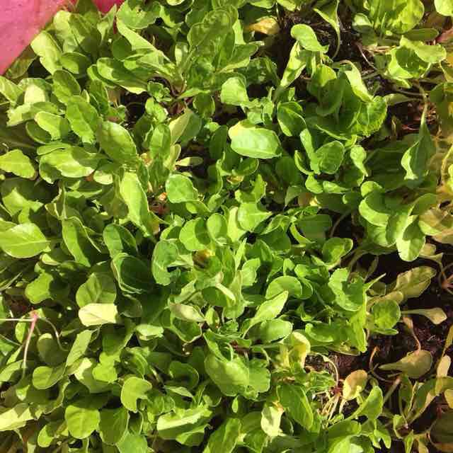 Rosy_Butterfly post 2