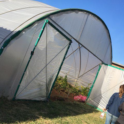 Rosy_Butterfly post 1