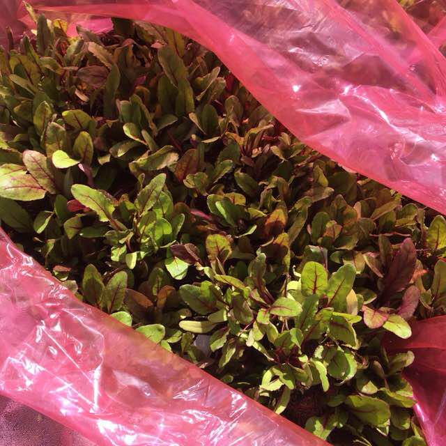 Rosy_Butterfly post 3