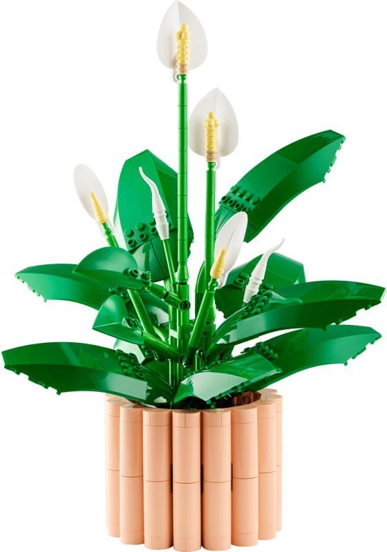 Peace Lily