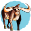 Longhorn