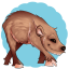 Javelina