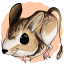 Texas Kangaroo Rat