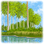 Poplars