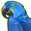 Hyacinth Macaw