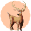 White-Tailed Deer