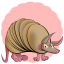 Nine-Banded Armadillo