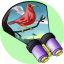 Birding