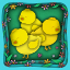 Baby Chicks