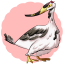 Whooping Crane