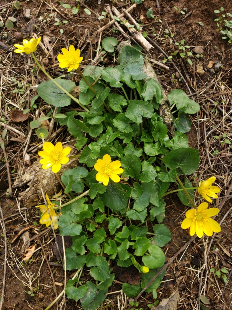 Spring Flowers of the PA Highlands 3 Native Ephemerals and 2 Flashy