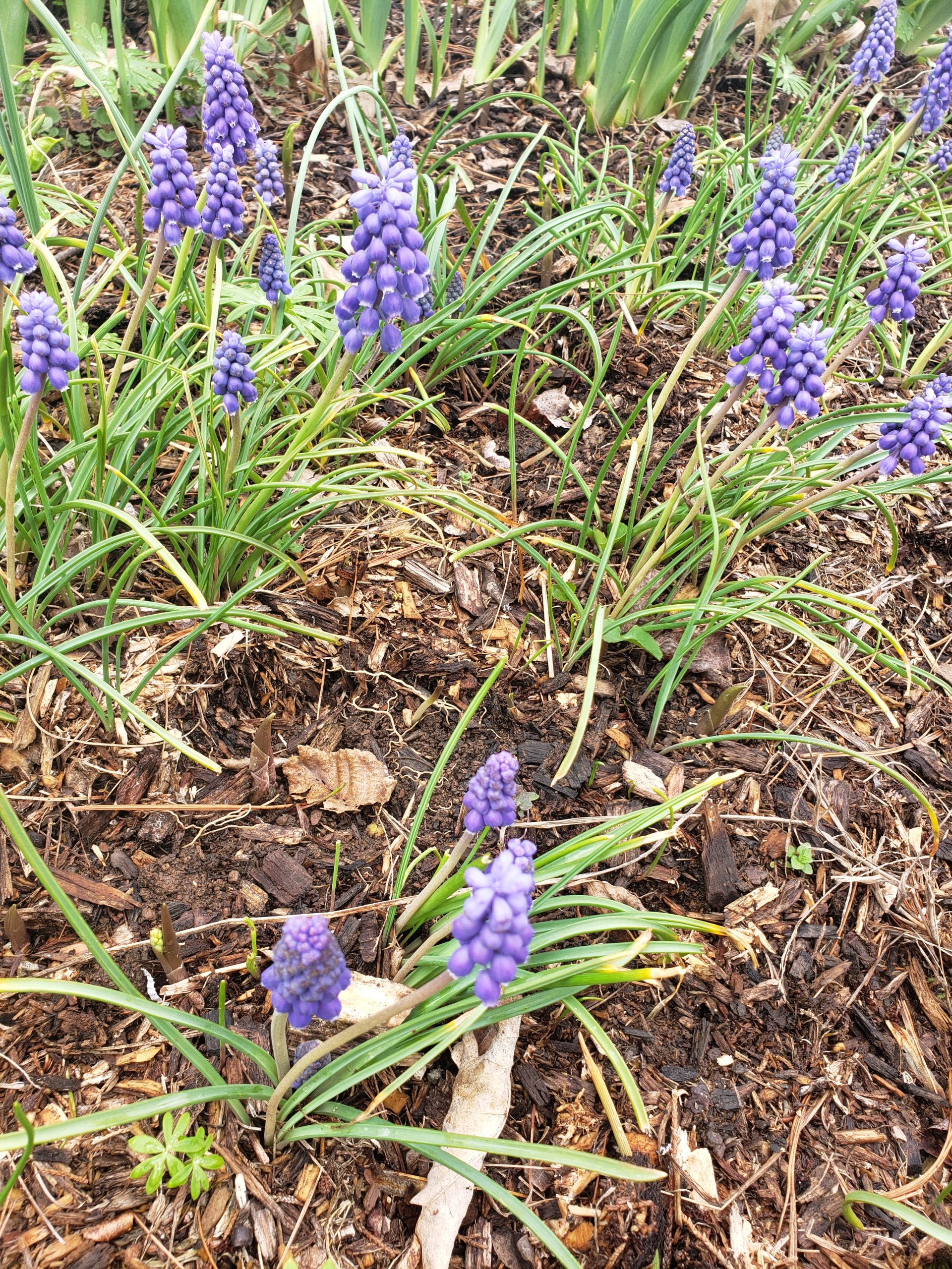 Spring Flowers of the PA Highlands 3 Native Ephemerals and 2 Flashy