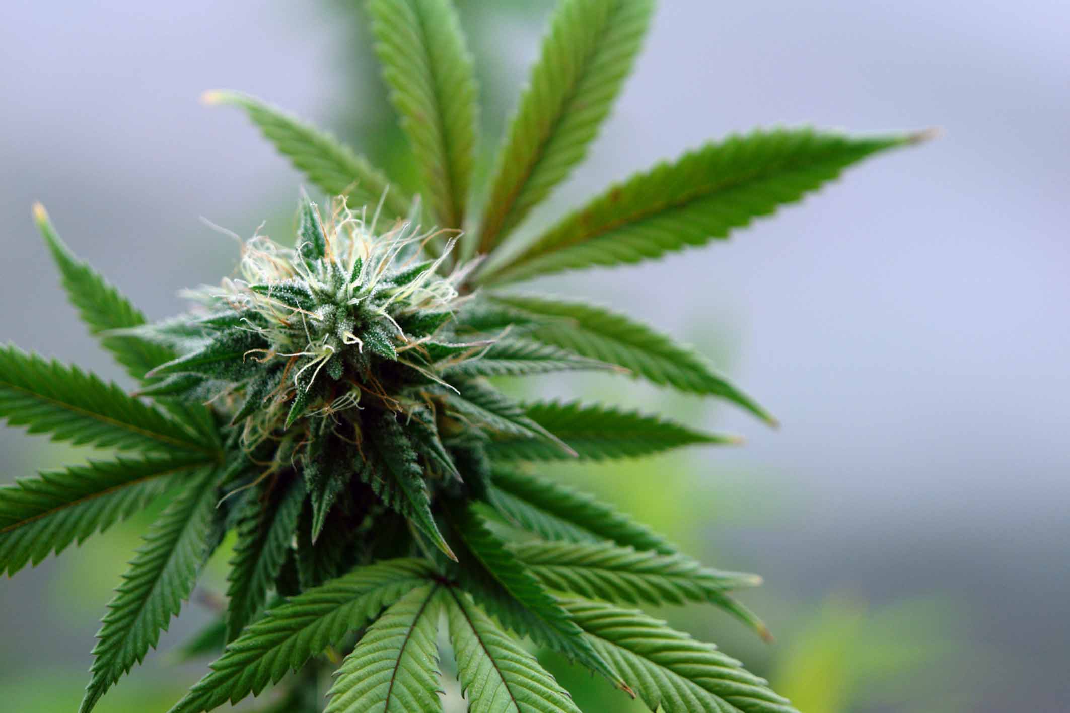 Non Smoking Forms Of Medical Marijuana PainScale