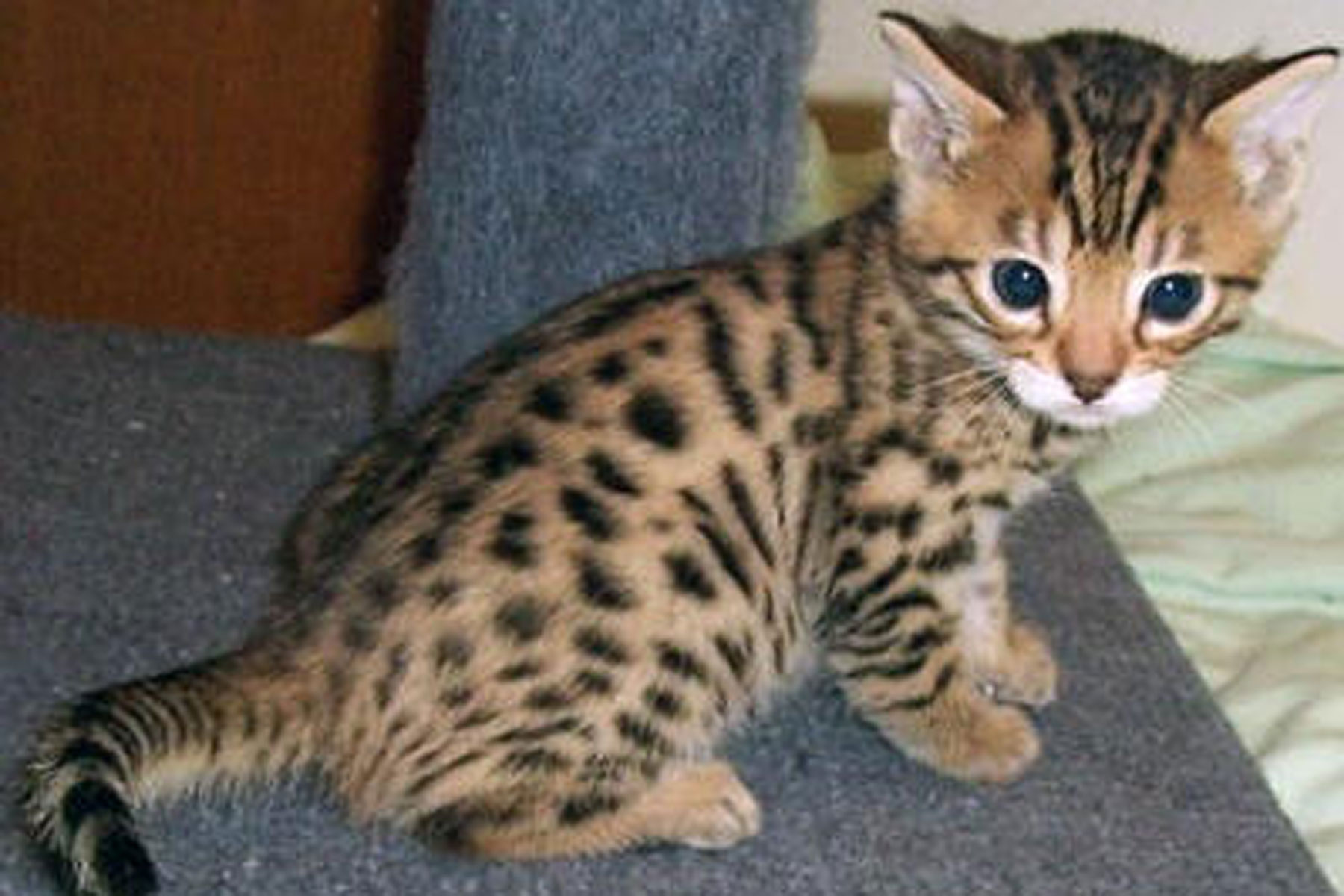 miniature leopard cat
