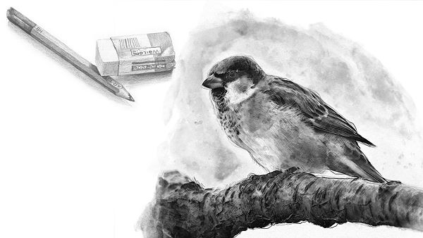monochrome drawing in pencil