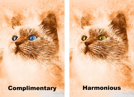 peintures de chats monochromes avec des yeux aux couleurs complémentaires et harmonieuses