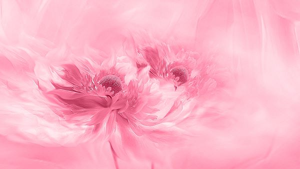 pink monochrome artwork of flowers conveying a peaceful emotion