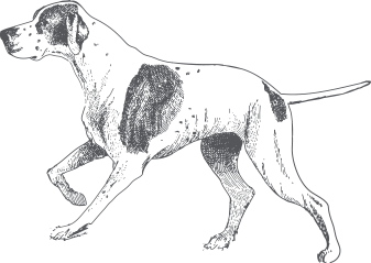 Dog westwood