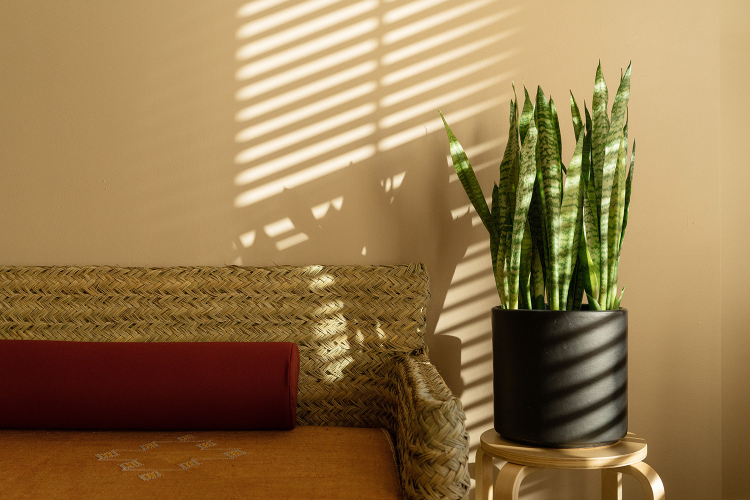 potted plant next to bench