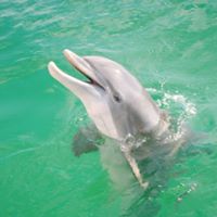 Panama Beach Dolphin Tours Vacation
