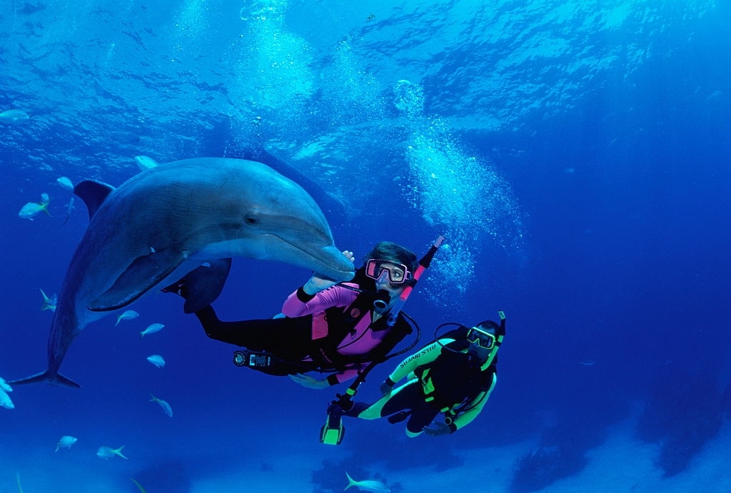 Can you swim with wild dolphins in Florida