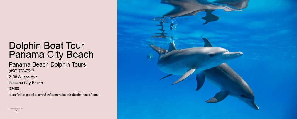 Panama Beach Swim With Dolphins