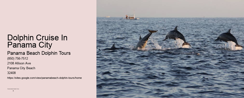 Dolphin Cruise In Panama City