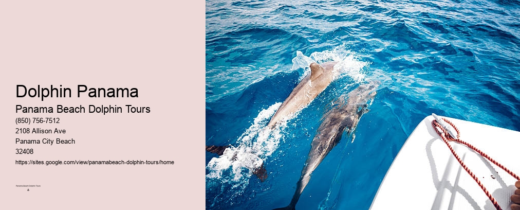 Panama Beach Dolphin Tour Swim With Dolphins
